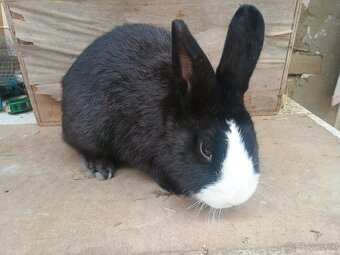 Predám králiky, zajace - 7