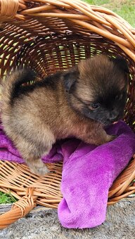 Pomeranian - 7