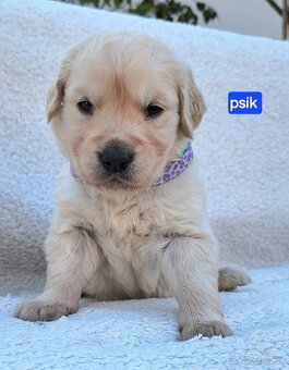 Predám Šteniatka Zlaty retriever-Golden retriever - 7