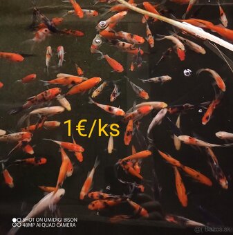 Ponukam jazierkove rybky, koi kapre, filtračné rastliny - 7