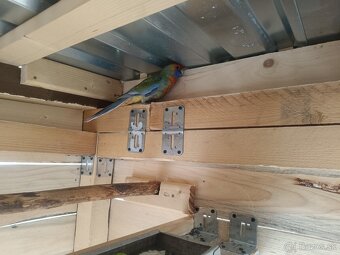 Rozela Adelaidská - 7