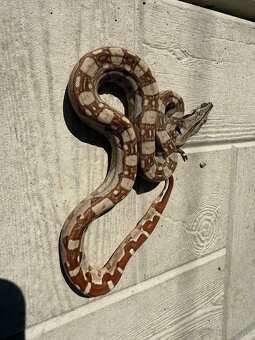 Veľhad kráľovský/Boa constrictor - 7