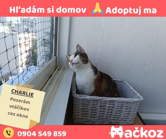 CHARLIE - Darujem mačku / Darujem mačičku - 7