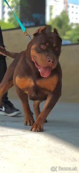 American Bully XL (Pitbull XXL) - 7