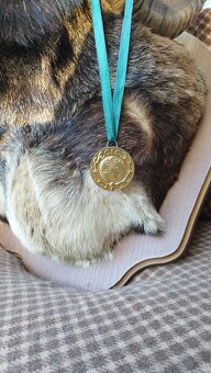 Predám preparát zlatého muflona. Parožie zhody trofeje. - 7