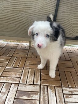 Border kólia šteniatko - 7