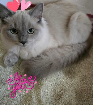 Ragdoll - 7