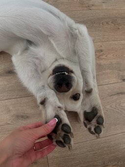 Stráženie psíkov P&M | Košice - 7