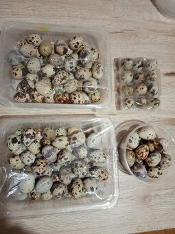 Japonské prepelice - 7