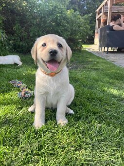 štěňata labrador a – připravena k odběru - 7