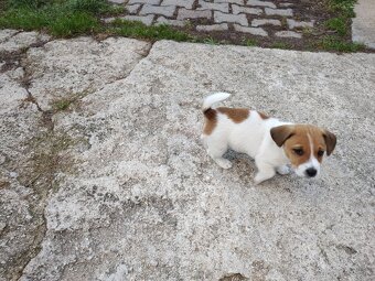 predám Jacky Russel Terier - 7