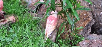 Neofema Bourkova Rubino - 7