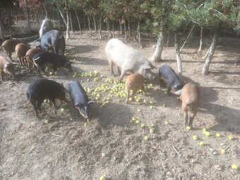 Mangalicia a durok - 7