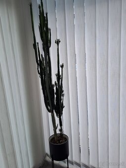 Izbové rastliny, sadeničky - 7