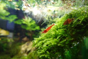 Akvarijne rastliny mix 7 druhov +7krevetiek - 7