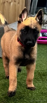 Belgický ovčiak - Malinois - 7