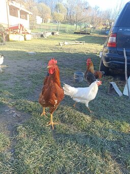 Predám kohútov - 7