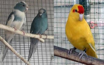 Austrália odcervenie S76 - 7