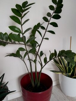 Slonia noha bananovnik kavovnik zamiokulkas fikus yuka - 7