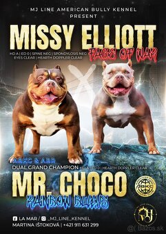 American bully s PP - 7