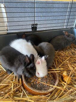 Trpaslíčie králiky - 7