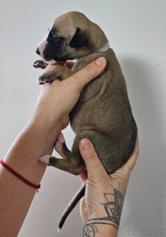 Whippet s PP - 7