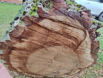 Predám 4 kmene z nedávno spíleneho stromu - 7