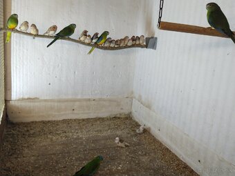 Zebričky, Neofémy, andulky - 7