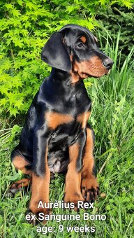 DOBERMANN šteniatka s P.P. - 7