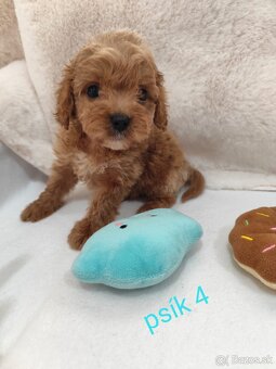 Cavapoo - 7