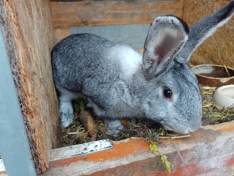 Predám 6-7 mesačné králiky - 7