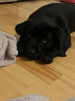 Šteniatka tatranskeho duriča - 7