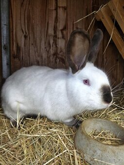 Predám králiky - 7