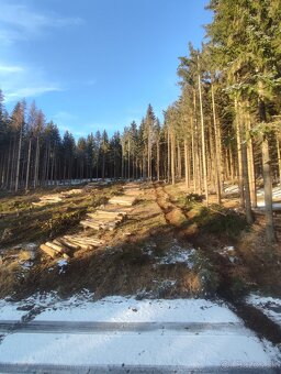 Ťažba dreva a kúpa porastov na pni - 7