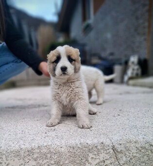 Stredoázijský ovčiak- šteniatká - 7