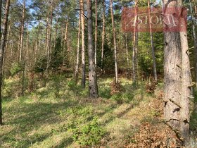 Lesný pozemok na predaj - Rudno - 7
