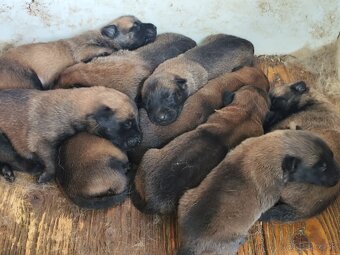 Belgický ovčiak malinois - 7
