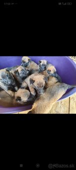 Belgický ovčiak malinois - 7