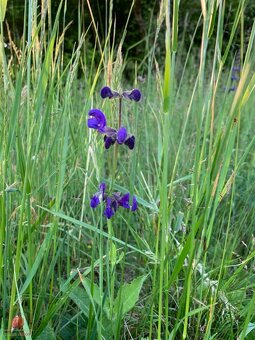 Predaj pozemku v prírode Jedľové Kostoľany - 7