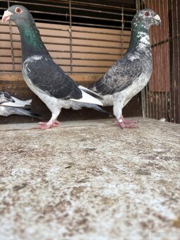 Predám holuby - 7