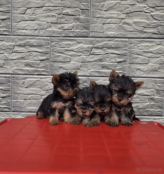 Yorkshirsky terier - 7