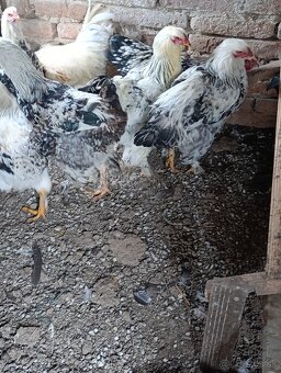 Brahmanka - wiandotka - 7