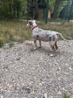 American bully - 7