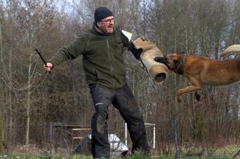 Ponúkam na krytie belgického ovčiaka Malinois - 7