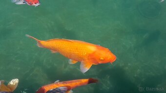 Koi kapre - 7