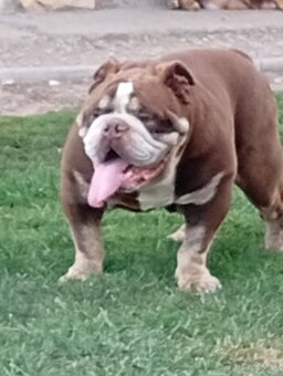 Anglicky buldog - 7