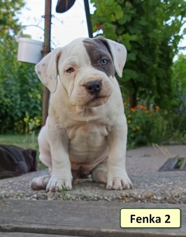 American bully XL, Americký stafordsirsky terier, - 7