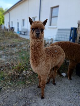 Alpaka samci - 7