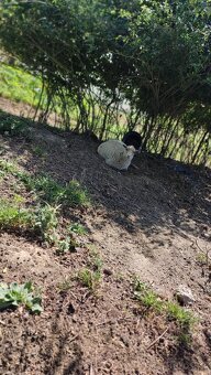 Oueessant Sheep / Mini-Ovečka / Ovca - 7
