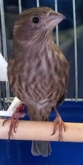 Predám kanáriky a hýle mexické - 7